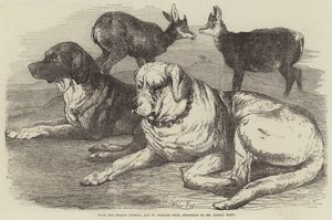 Camosci maschio e femmina, e cani di San Bernardo, appartenenti al signor Albert Smith